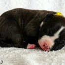 INFERNAL QUEEN Child of Love