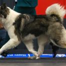 CH. PL. JCH. PL. MELODY OF MY HEART SAMBRIBERT (WCC, mental tests)