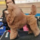 XANTINO Kudłaty Klebuszek (FCI)