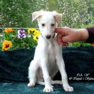 LORD NORTH Impuls i Splendor