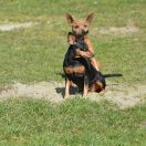 Batterflay Land Tarot Card