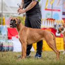 Elisabeth Boxer My Dream