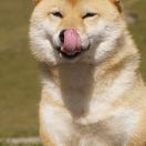 SHOSHI TAMAKO Subarashii (FCI)