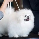 PRINCESS ROZA Silver Moon Shine 