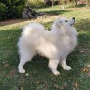 SAMOYEDS KENNEL FOR LOVE KOSMOS