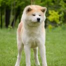 MEGAPOLIS STYLE NAOKI