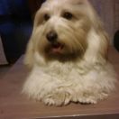 SUNNY BOY Białe Bursztynki