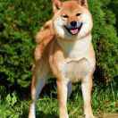 Charming Smile Aleksandriya 