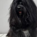 HAPPINESS Z Białego Gwiazdozbioru (FCI)