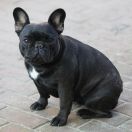 Francuska Fantazja 100-Pociech