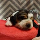 Dorotka Kto Dogoni Psa