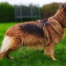 BONA Wilki znad Rudawy