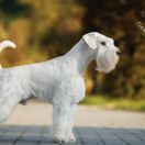 KIRO Wise Lord Lija Fci