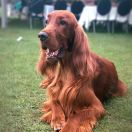 CHIARA FROM 5TH AVENUE Amberin