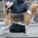 BAMBINA BELLA ANGELS BAND