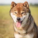 Ryo Kurokiba No Miyajima