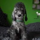 PEGASUS Diamond Lamb