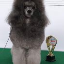 GENTLY BORN VOGUE ( RKF) grey