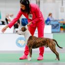 NEVER SAY NEVER VIA FORTUNA