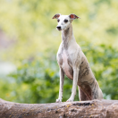 The Lion King Nala z Fularowej Kliki