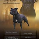 Solfarino ONLY FAITH IS OUR STRENGHT