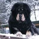 Mł.Ch.PL.Ch RO MELIUS NON TANGERE CLAMO Hominem Quero