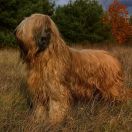 Oriental Emerald Maribe Magic 