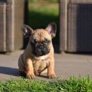 Carmen Nala Azzurro Tesoro FCI