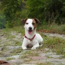 BE MY GANG STAFF Amicus Tuus