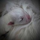 Figo Shaggy Fluff FCI