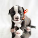 MARTUSIA Zealous Heart