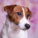 Ashanti Winged Guardians FCI