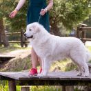 LUBIŚ z Rogalowego Gaju