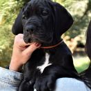 ALCHEMIA Przylądek Doga FCI 