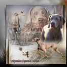 Amber Light of Your Eyes is the Only One