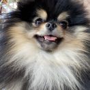 Patrik Superiorem Villam Duvanny