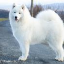 CIARA Born of Dreams