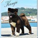 Ch. De Kaners Finigan (imp.Hiszpania)