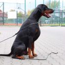 Black Fusion FCI AAMON AKAAL 