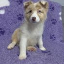 LADY IN RED Toruński Czar