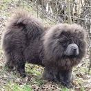 MONALYN MAGIC STAR DALIDA FOR MONASIM