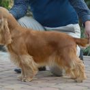 XAYAH Blue Valley of Dogs