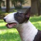 JCH, weteran Champion COCO Daidalos