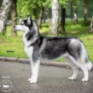 Graffsiberians Kiara The Princess