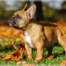 TEKLA Hokus Pokus z Perłowej