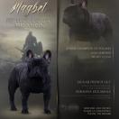 MAGBET Rewolucja Reason FCI 