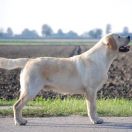 West Sib Story RINGMASTER