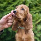 ETERNIA CRINGER Ginger State of Mind