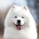 ZOLTAN O’SET Pagabo