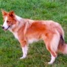 Sweetheart from Real Dogs Paradise FCI ( W DOMU-SHIVA)